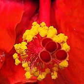 3D Printer Object. Un progetto di 3D e Stampa di camoclayton - 25.07.2022