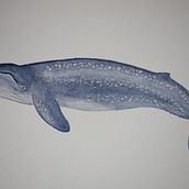 Il mio progetto del corso: Tecniche di illustrazione naturalistica: balene ad acquerello. Un progetto di Illustrazione tradizionale, Design di poster , Illustrazione digitale e Manga di silvia crippa - 29.07.2022