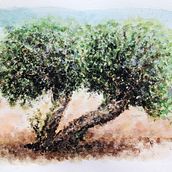 Olive Tree: Natural Landscapes in Watercolor. Un proyecto de Ilustración tradicional y Pintura a la acuarela de miro.pobox - 29.07.2022
