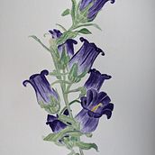 My project for course: Botanical Illustration with Watercolors. Traditional illustration, Fine Arts, Painting, Drawing, Watercolor Painting, and Botanical Illustration project by Anna Petrikova - 07.30.2022