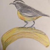 My project for course: Illustrating Nature: A Creative Exploration. Een project van Traditionele illustratie, Schilderij,  Tekening, Aquarelschilderen,  Illustratie met inkt y Naturalistische illustratie van melissara5767 - 30.07.2022