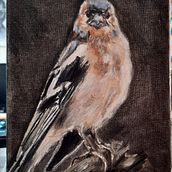 My project for course: Classical Oil Painting for Naturalist Bird Portraiture. Un proyecto de Bellas Artes, Pintura, Pintura al óleo e Ilustración naturalista				 de deborahwatts - 30.07.2022
