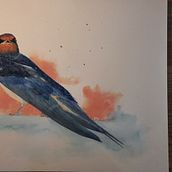 Schwalbe. Watercolor Painting project by Petra Köster - 07.31.2022