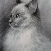 Ilustraciones de gatos.. Traditional illustration, Portfolio Development, Management, and Productivit project by Oscar Cerrato Vidal - 08.02.2022