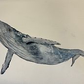 My project for course: Naturalist Illustration Techniques: Whales in Watercolor. Un progetto di Illustrazione tradizionale, Design di poster , Illustrazione digitale e Manga di Deborah - 01.08.2022