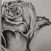 Rose. Traditional illustration project by lisam_zan - 08.04.2022