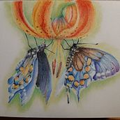 colors of butterflies. Traditional illustration project by lisam_zan - 08.04.2022
