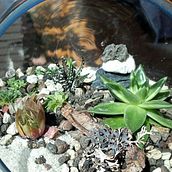 Erstes Projekt  / Pflanzenkunst: Gestalte ein offenes Terrarium Ein Kurs von Fotosíntesis Green Art. L, scape Architecture, Arts, and Crafts project by Ivy Lodge - 08.04.2022