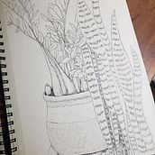 Plant study. Sketching project by Dalia Cabral - 08.06.2022