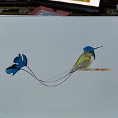 Picaflor cola de espátula. Ilustração tradicional, Pintura em aquarela, Desenho realista e Ilustração naturalista projeto de Jorge Grandón Cuevas - 08.08.2022