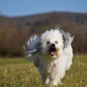 My project for course: Lifestyle Dog Photography. Un projet de Photographie, Photographie de portrait, Photographie pour Instagram, Photographie documentaire, Photographie lifest , et le de amicixilpelo - 08.08.2022