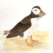 Puffin. Un progetto di Illustrazione tradizionale di Tina - 08.08.2022