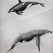 Meu projeto do curso: Técnicas de ilustração naturalista: baleias em aquarela. Traditional illustration, Watercolor Painting, and Naturalistic Illustration project by Laura Hauly - 08.08.2022