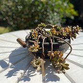 Leguminosas na panela de pedra . Floral, Plant Design, L, scape Architecture, and Design project by Fabiana Ballesteros - 05.08.2022
