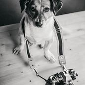 Il mio progetto del corso: Introduzione alla fotografia di cani. Photograph, Portrait Photograph, Studio Photograph, Documentar, Photograph, Lifest, le Photograph & Interior Photograph project by Elena Manca - 08.11.2022