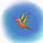  Watercolor hummingbirds. Watercolor Painting project by _paula_d - 08.12.2022