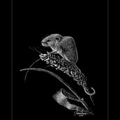 Micromys minutus - Eurasian harvest mouse. Traditional illustration, Drawing, and Naturalistic Illustration project by Ivona Mariș - 08.10.2022