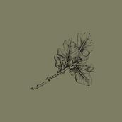 Mein Kursprojekt: Botanische Illustration: vom Skizzenbuch zum Druck. Traditional illustration, Sketching, Drawing, Botanical Illustration, Sketchbook & Ink Illustration project by herzteddy1 - 08.12.2022