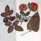 Mi proyecto del curso: Técnicas básicas de prensado botánico. Un proyecto de Artesanía, Bellas Artes, Collage, DIY, Diseño floral y vegetal de Norma Zepeda Gutiérrez - 12.08.2022