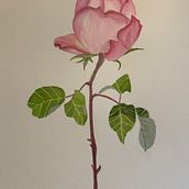 My project for course: Botanical Watercolor: Illustrate the Anatomy of Flowers. Traditional illustration, Fine Arts, Painting, Drawing, Watercolor Painting, and Botanical Illustration project by jmpitt2 - 08.15.2022