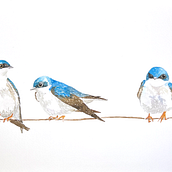My project for course: Artistic Watercolor Techniques for Illustrating Birds. Un proyecto de Ilustración tradicional, Pintura a la acuarela, Dibujo realista e Ilustración naturalista				 de Molly Chidsey - 15.08.2022