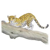 Mi proyecto del curso: Ilustración científica de animales en acuarela. Traditional illustration, Watercolor Painting, Realistic Drawing, and Naturalistic Illustration project by herbertismatul - 08.16.2022