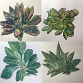 My project for course: Botanical Sketchbooking: A Meditative Approach. Traditional illustration, Sketching, Drawing, Watercolor Painting, Botanical Illustration, and Sketchbook project by Sabine Neumann - 08.17.2022