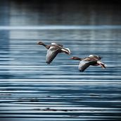 Greylag goose in Norge.. Photograph, Photographic Lighting, Outdoor Photograph, Documentar, Photograph, and Photographic Composition project by Vanessa - 08.16.2022