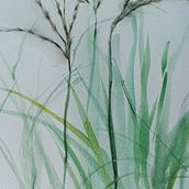 grasses. Advertising, and Traditional illustration project by Julia Statman - 08.17.2022