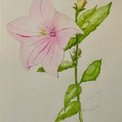 My project for course: Illustrating Nature with Watercolor and Pen. Fine Arts, Painting, Drawing, Watercolor Painting, Botanical Illustration, and Traditional illustration project by Sharon Smithem - 08.10.2022