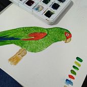 Meu projeto do curso: Ilustração naturalista de aves com aquarela. Projekt z dziedziny Trad, c, jna ilustracja, Malowanie akwarelą, R, sunek realist, czn, Ilustracja naturalist i czna użytkownika eduardathaisdosantos - 16.08.2022