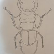 My project for course: Scientific Illustration for Pattern Design ( a stag beetle ). Ilustração tradicional, Pattern Design, Ilustração digital e Ilustração naturalista projeto de Abdellrahman Ali Nour - 20.08.2022