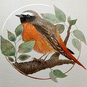 Gartenrotschwänzchen in filigraner Aquarellmalerei mit Metallic-Akzenten. Un progetto di Illustrazione tradizionale, Pittura, Pittura ad acquerello, Illustrazione botanica, Illustrazione naturalistica e Pittura decorativa di Annelie Brux - 20.08.2022