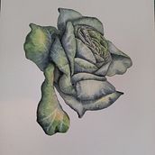 Mi proyecto del curso: Sketchbook botánico: una aproximación meditativa. Projekt z dziedziny Trad, c, jna ilustracja, Sketching,  R, sunek, Malowanie akwarelą, R, sunek botaniczn i Sketchbook użytkownika Evelyn Cruz - 09.07.2022