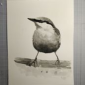 My project for course: Artistic Watercolor Techniques for Illustrating Birds Ein Projekt aus dem Bereich Traditionelle Illustration, Aquarellmalerei, Realistische Zeichnung und Naturalistische Illustration von barbarazanelli - 13.08.2022