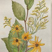 Mon projet du cours : Carnet de croquis botanique : une approche méditative. Traditional illustration, Sketching, Drawing, Watercolor Painting, Botanical Illustration, and Sketchbook project by Marie-Josée Laurence - 08.24.2022