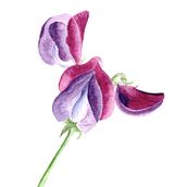 Sweet Pea. Projekt z dziedziny Trad, c, jna ilustracja i  Malarstwo użytkownika Sally Garner - 25.08.2022