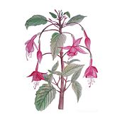 Mi proyecto del curso: Ilustración botánica con acuarela. Traditional illustration, Fine Arts, Painting, Drawing, Watercolor Painting, and Botanical Illustration project by conyrikerles - 08.25.2022
