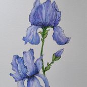 Il mio progetto del corso: Illustrazione della natura con acquerelli e penne. Un progetto di Illustrazione tradizionale, Belle arti, Pittura, Disegno, Pittura ad acquerello e Illustrazione botanica di Arianna Rebecchi - 28.08.2022