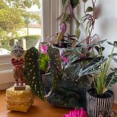 My project for course: Home Styling and Decoration with Plants. Un projet de Design d'interaction, Décoration, Décoration d'intérieur, DIY , et Art floral et végétal de annemariejc - 25.08.2022