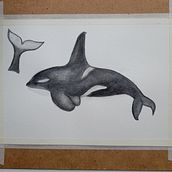 Mi proyecto del curso: Técnicas de ilustración naturalista: ballenas en acuarela. Traditional illustration, Poster Design, Digital Illustration, and Manga project by mipropianube - 08.29.2022