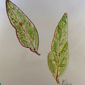 Leaves - My first watercolour attempt. Un proyecto de Ilustración botánica y Pintura a la acuarela de helen_371012 - 31.08.2022