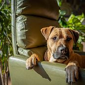 Eindproject van de cursus: Lifestylefotografie voor honden. Photograph, Portrait Photograph, Instagram Photograph, Documentar, Photograph, Lifest, and le Photograph project by Milo Risa - 09.11.2022