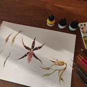 My project for course: Botanical Watercolor: Illustrate the Anatomy of Flowers. Un proyecto de Ilustración tradicional, Bellas Artes, Pintura, Dibujo, Pintura a la acuarela e Ilustración botánica de Lisa Zigel - 31.08.2022