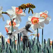Entre las flores. Un progetto di Illustrazione tradizionale, Design, Belle arti, Graphic design, Collage, Ritocco fotografico, Illustrazione digitale, Arte concettuale, Fotografia digitale, Design digitale e Disegno digitale di soydeliagenaro - 31.08.2022