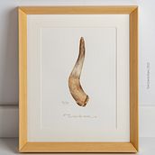 Cuerno de vaca. Serie acuarela "Agricultura biodinámica". Un progetto di Illustrazione tradizionale, Design, Artigianato, Belle arti, Graphic design, Disegno, Pittura ad acquerello, Disegno realistico, Disegno artistico, Illustrazione botanica e Illustrazione editoriale di Toñi García - 01.09.2022