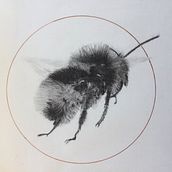 My project for course: Illustrating the Natural World with Watercolor and Charcoal. Ilustração tradicional, Pintura e Ilustração naturalista projeto de Joan - 28.08.2022