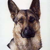 Watercolor Pet Portrait. Traditional illustration, Fine Arts, Painting, Watercolor Painting, Portrait Drawing, Realistic Drawing, and Naturalistic Illustration project by Megan Truax - 09.03.2022