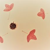 Autumn. Photograph project by tatevik - 09.04.2022