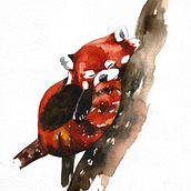 Panda Rojo Ein Projekt aus dem Bereich Traditionelle Illustration, Bildende Künste, Social Media, Zeichnung, Aquarellmalerei, Portfolioverwaltung, Artistische Zeichnung, Realistische Zeichnung, Porträtzeichnung, Instagram und DIY von Claudia Acosta García - 05.09.2022